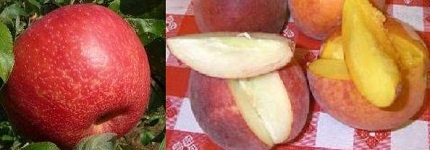 apple peach time